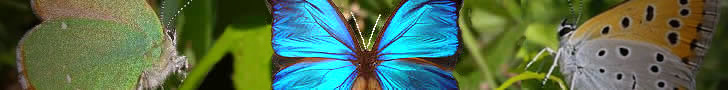 Le techla de la ronce, le morpho bleu et le cuivré des marais