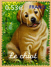 Y&T n96 -Jeunes animaux domestiques - Le chiot