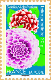 le dahlia exprime l'admiration le dahlia exprime l'admiration