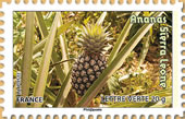 Les ananas de la Siérra Léone. Les ananas de la Siérra Léone.