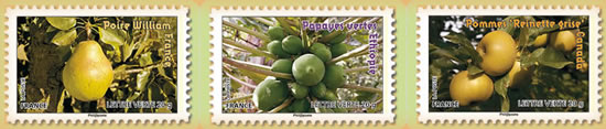 La poire William de France, les papayes vertes de l'Ethiopie et les pommes Rainette grise du Canada.
