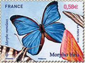 le morpho bleu, l’un des plus beaux papillons de la forêt guyanaise